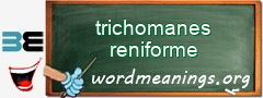 WordMeaning blackboard for trichomanes reniforme